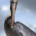 pelican_brown_can_v_0194_mex0204.jpg